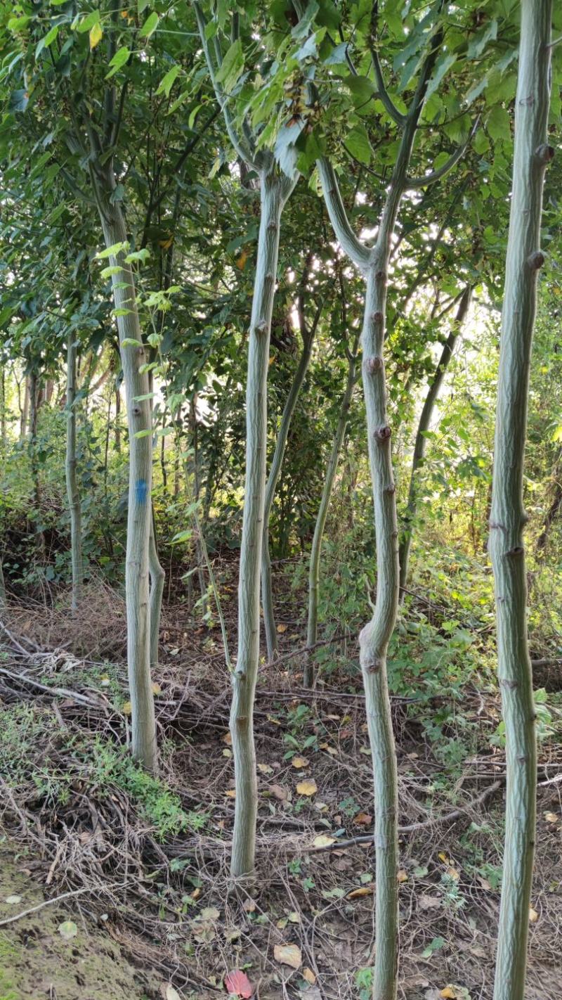 山西直供椴树青皮椴树3到6公分椴树