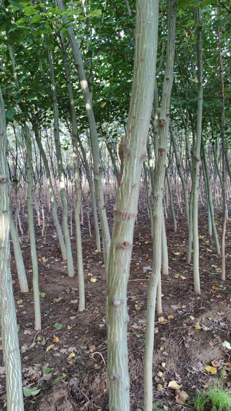 山西直供椴树青皮椴树3到6公分椴树
