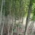 山西直供椴树青皮椴树3到6公分椴树