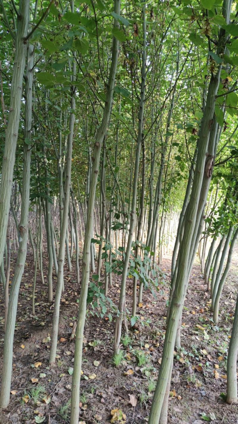 山西直供椴树青皮椴树3到6公分椴树
