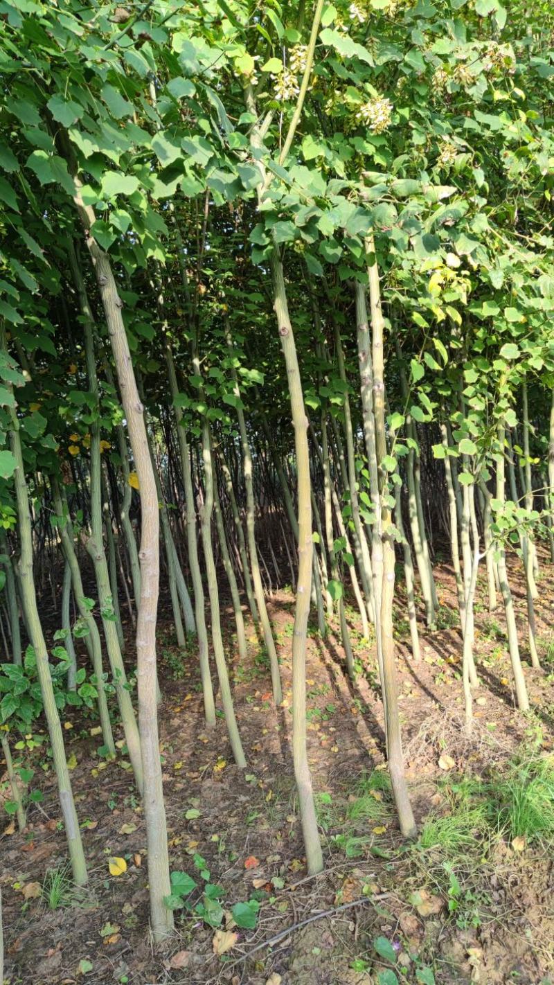 山西直供椴树青皮椴树3到6公分椴树