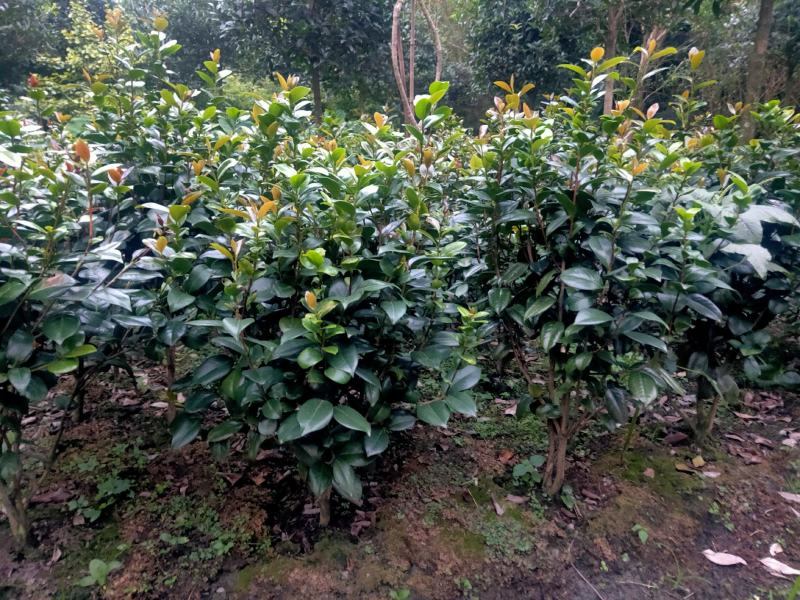 茶花树