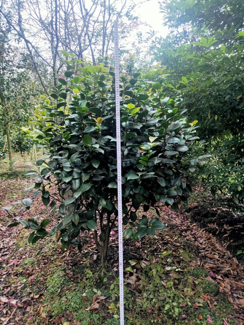 茶花树