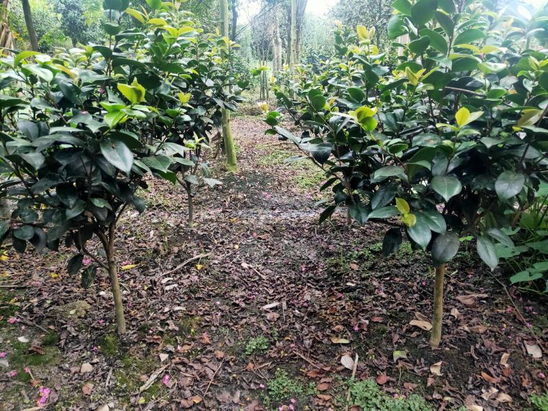 茶花树