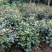 茶花树