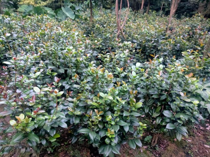 茶花树