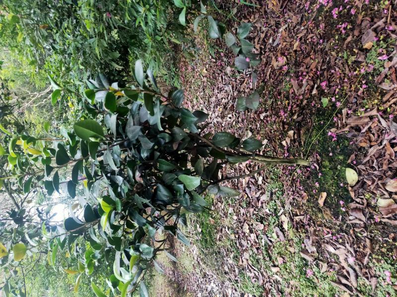 茶花树