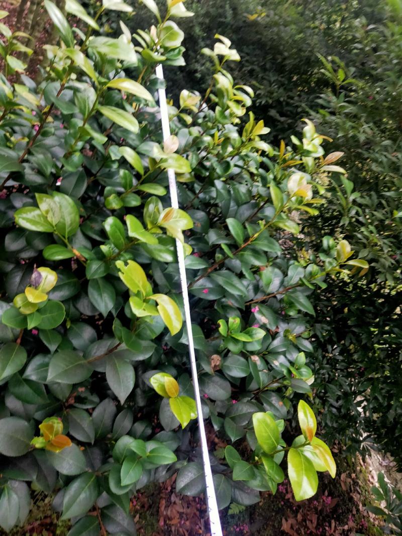茶花树