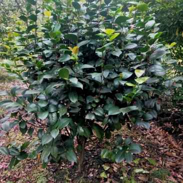 茶花树