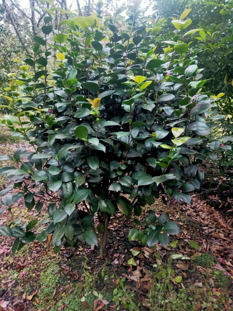 茶花树