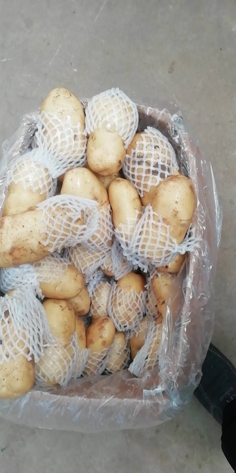 山东荷兰保鲜箱装土豆