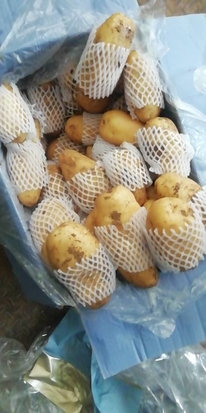 山东荷兰保鲜箱装土豆