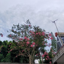 紫薇枝杆古气花色鲜艳