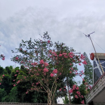 紫薇枝杆古气花色鲜艳