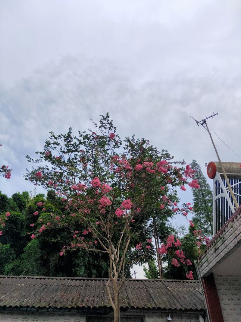 紫薇枝杆古气花色鲜艳
