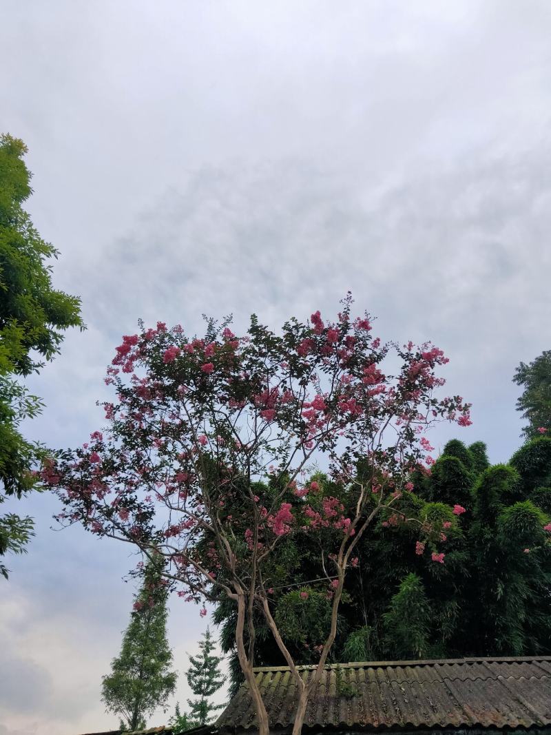 紫薇枝杆古气花色鲜艳