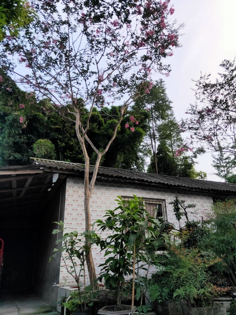 紫薇枝杆古气花色鲜艳