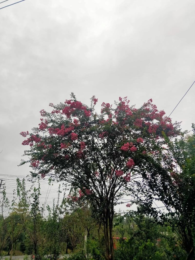 紫薇枝杆古气花色鲜艳