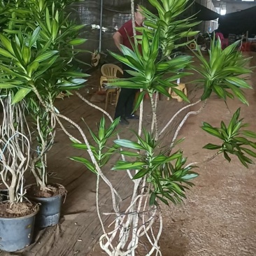 网红造型百合竹