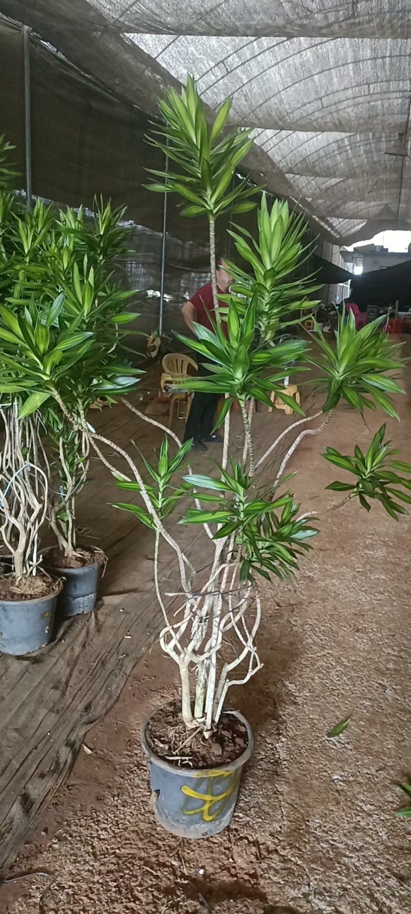 网红造型百合竹