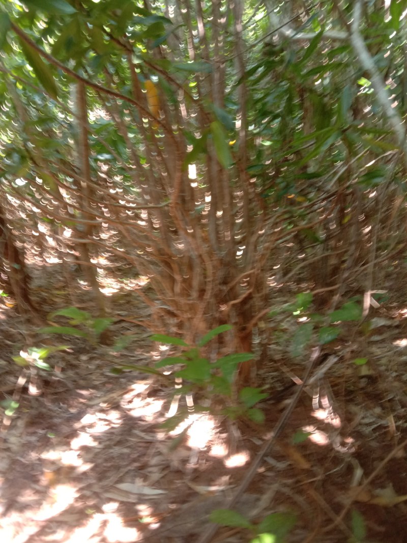 网红造型百合竹