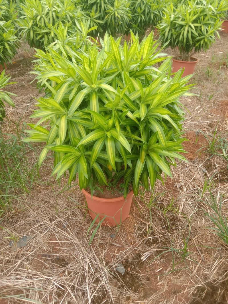 网红造型百合竹