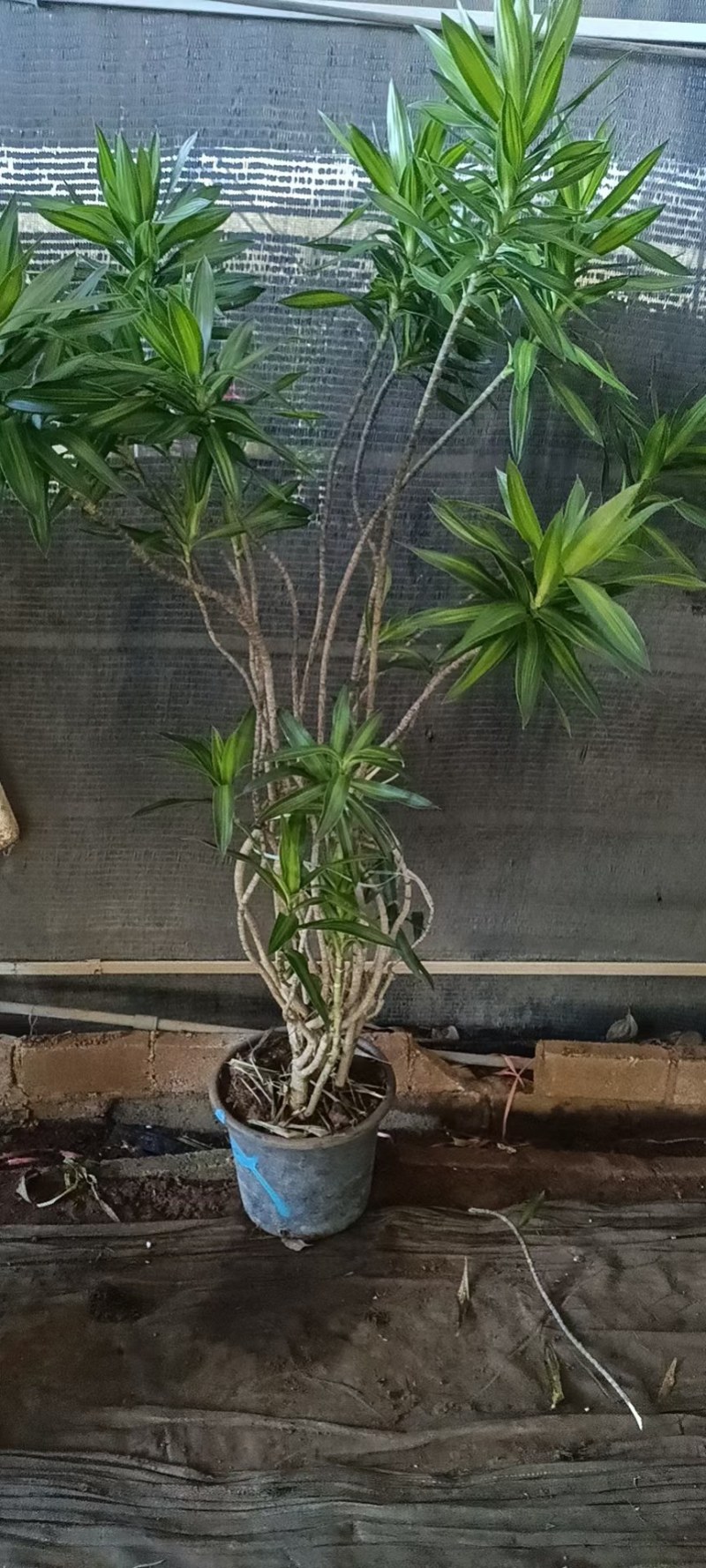 网红造型百合竹