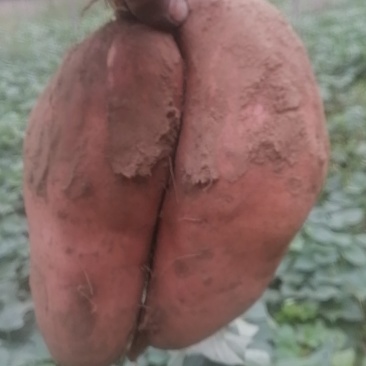 龙薯