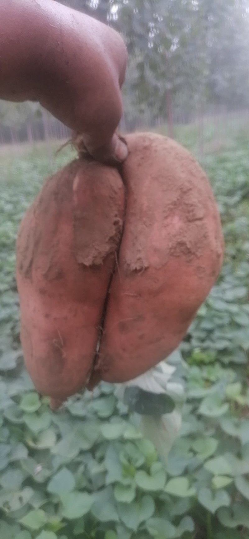 龙薯