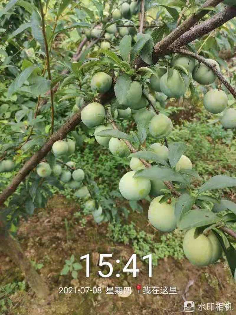 李子（椎李）脱骨李，脆李，果大味甜，含糖量高。