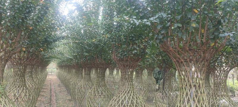 造型紫薇花瓶