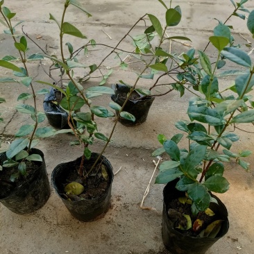 风车茉莉老兵苗圃黄色白色风车茉莉