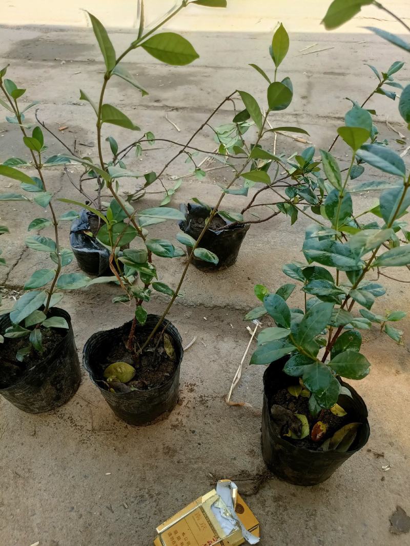 风车茉莉老兵苗圃黄色白色风车茉莉