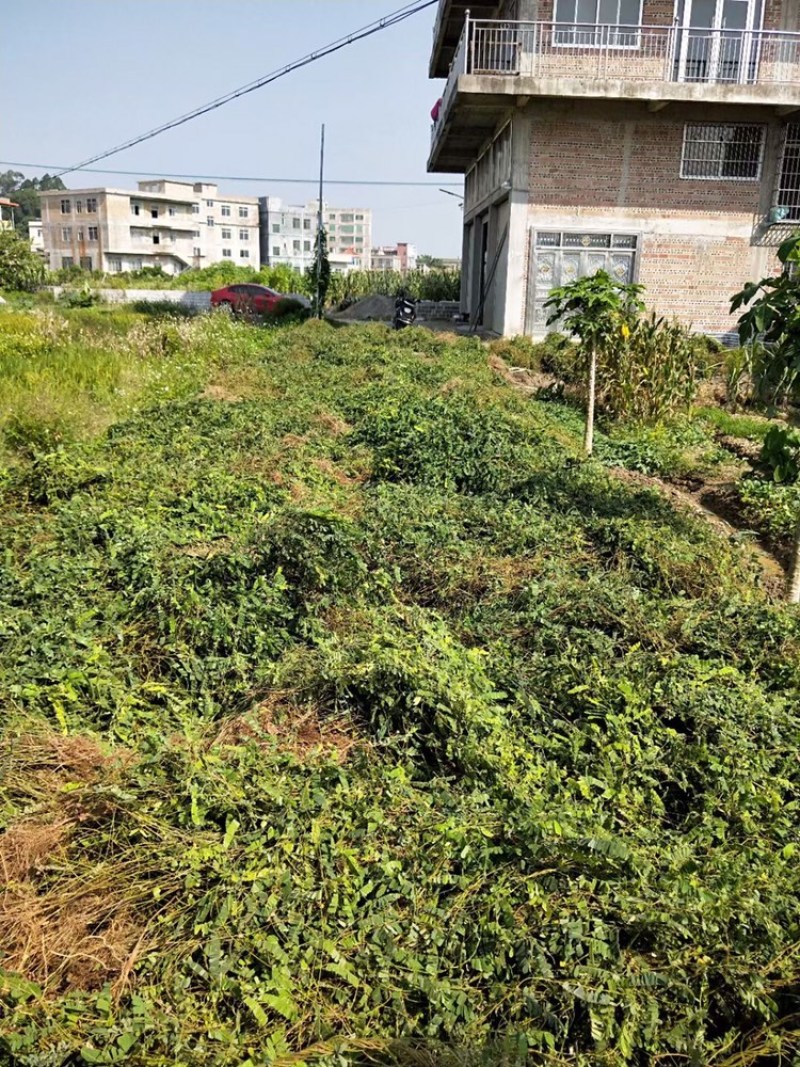 鸡骨草带叶小扎新鲜无硫足干产地直销