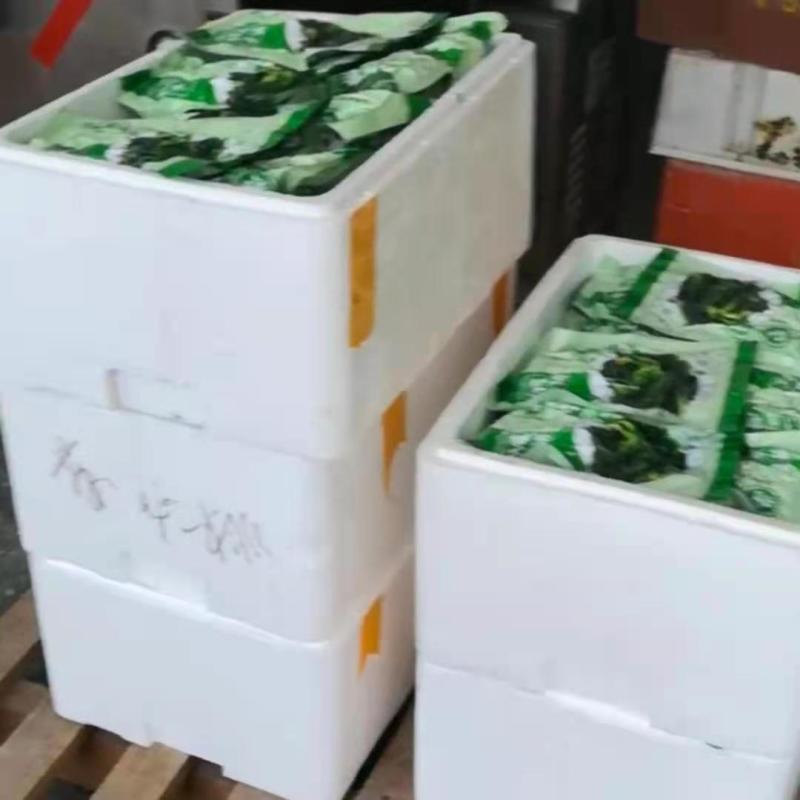 海带苗烘干海带苗海带芽火锅海带苗串串海带苗产地直接发货