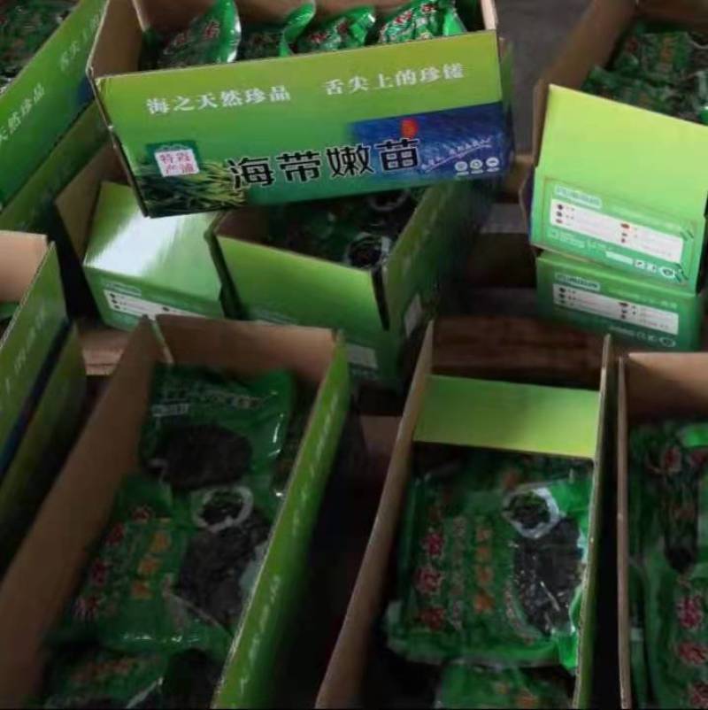 海带苗烘干海带苗海带芽火锅海带苗串串海带苗产地直接发货