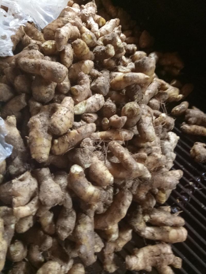 姜母山东生姜产地直供支持全国发货可加工水洗优质生姜