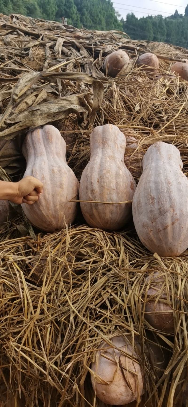 简阳密本南瓜中熟瓜保质保量～货源充足……量大从优