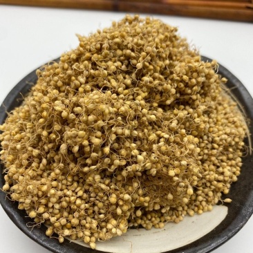 谷芽中药材新货干净无杂小米芽茶水