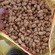 河南鲜花生，罗汉果，鲁花，商花五号，大量现货供应！