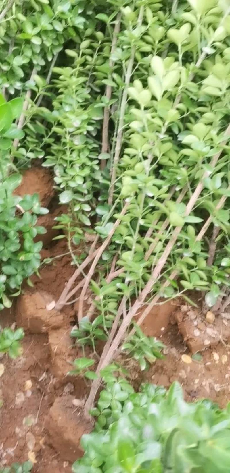精品北海道黄杨1.2—2.5米自产自销欢迎实地考
