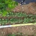 精品北海道黄杨1.2—2.5米自产自销欢迎实地考