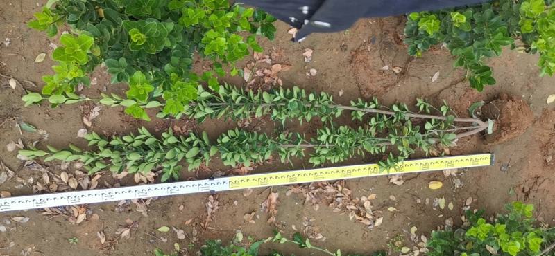 精品北海道黄杨1.2—2.5米自产自销欢迎实地考