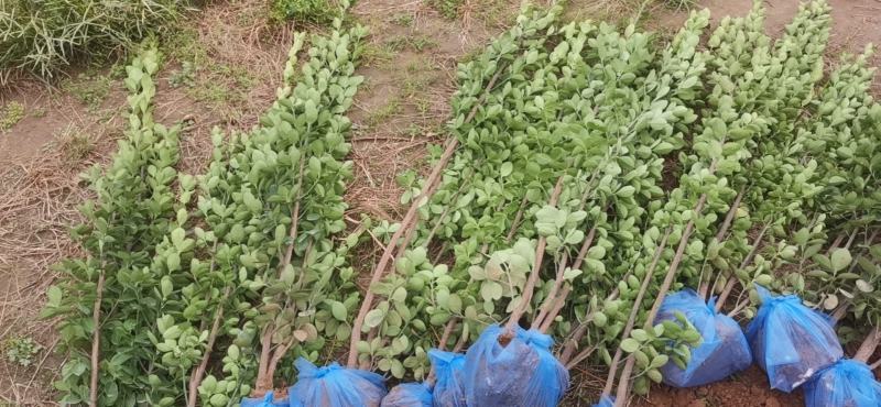 精品北海道黄杨1.2—2.5米自产自销欢迎实地考