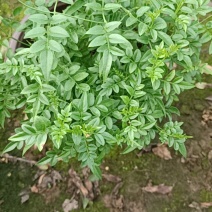 素馨花盆栽老兵苗圃专售精品盆栽