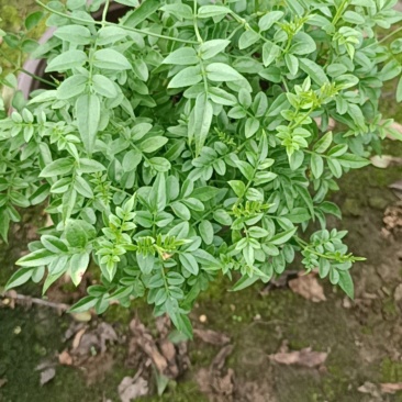 素馨花盆栽老兵苗圃专售精品盆栽