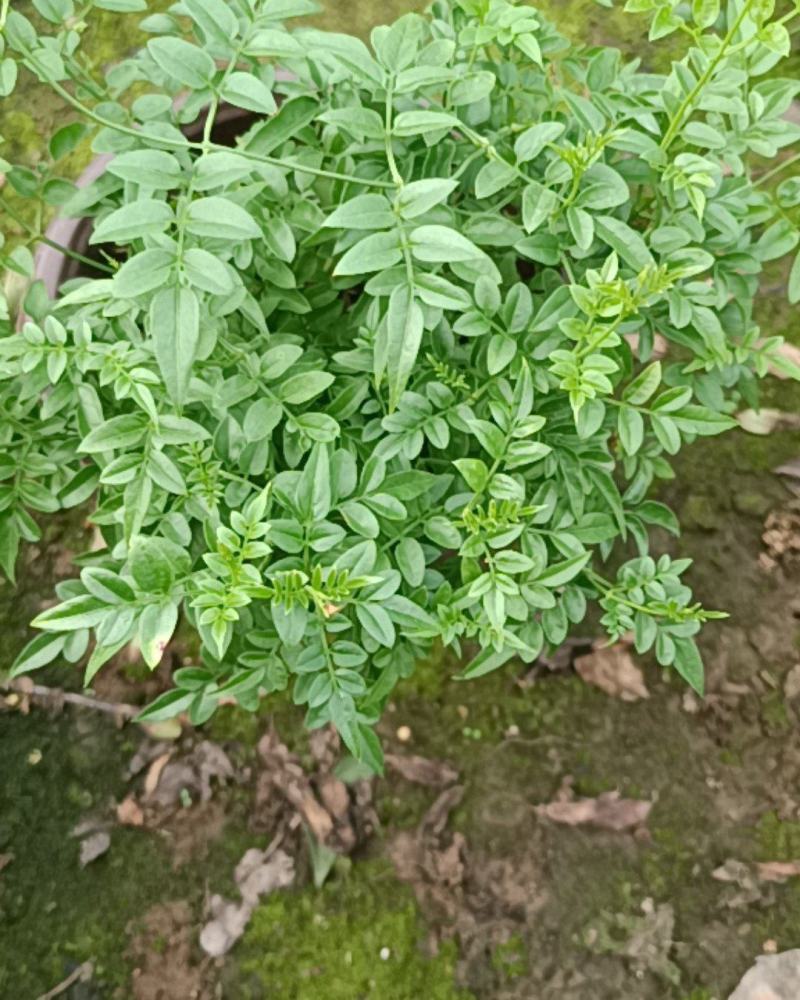 素馨花盆栽老兵苗圃专售精品盆栽