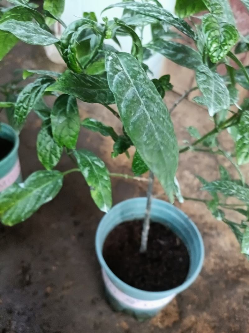 垂丝茉莉盆栽老兵苗圃专售垂丝茉莉精品大小苗