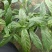 垂丝茉莉盆栽老兵苗圃专售垂丝茉莉精品大小苗