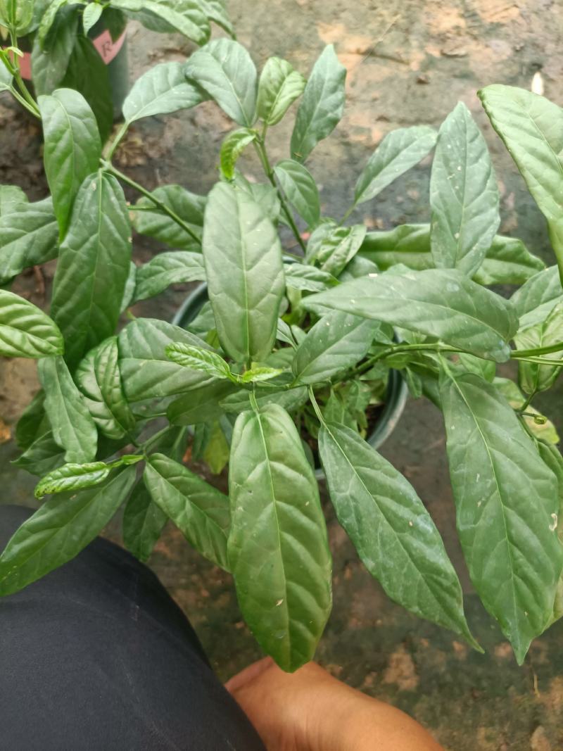 垂丝茉莉盆栽老兵苗圃专售垂丝茉莉精品大小苗